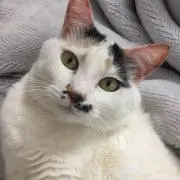 ひろぶう