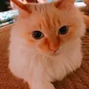 よぴこの画像