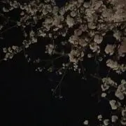 はにーの画像