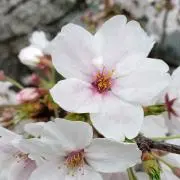 御徒町の画像