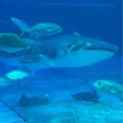 うきうきパラダイスの画像