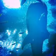 まお