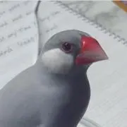 ぶんちょう※まとめ売りはプロフ参照の画像
