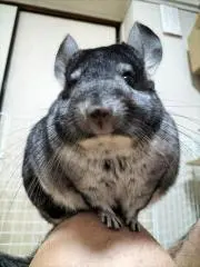 ちーすけ