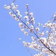 セガサターンの画像