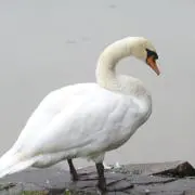 ましろの画像