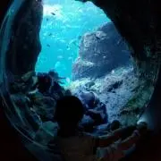 かやぼー