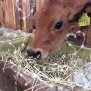 あずきの画像