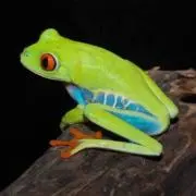 アカメアマガエル