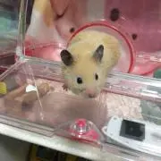 sakimoriの画像