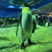 えむの画像