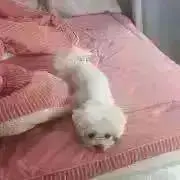 sgkimの画像