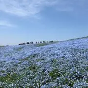 アイリスの画像