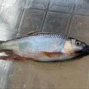 新品未使用】ローカルスタンダード パドルベイト125 希少サイズ - メルカリ