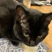 Etsukoの画像