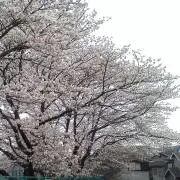 arazo yoshiの画像