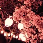 きなこもち
