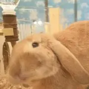 はな