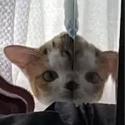 ヒマちゃんのママの画像
