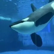 わきたけの画像