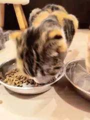 ネコ丸の画像