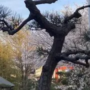 さる
