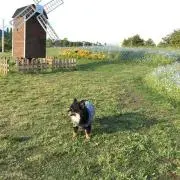 hari