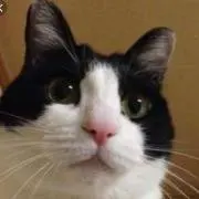 ちびくろ