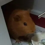 はむたん☆