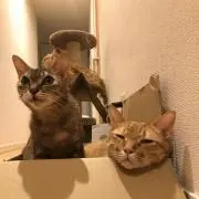 ミヤトラの画像