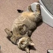 ココの画像