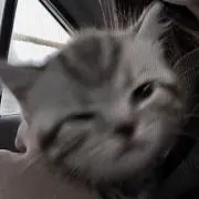 necoの画像