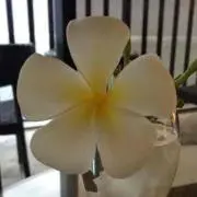 プリメの画像