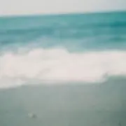 みの画像