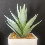 SUNの画像