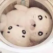 ●ゴマ太●の画像