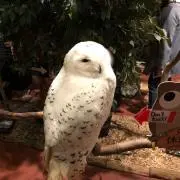 みゅうみゅうの画像