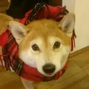 あやななままの画像