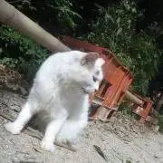 ハトの画像