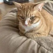 M．＊