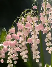 彩 奈の画像