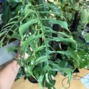 草草大王の画像