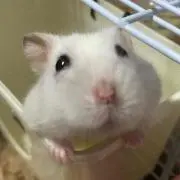 ぴーちゃんの画像