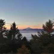 パピコの画像