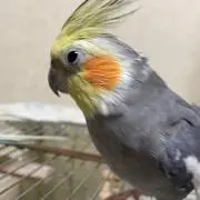 fin プロフ確認願いますの画像