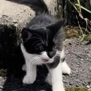 YSの画像