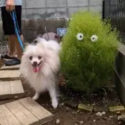 mokoの画像