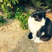 ねこの画像