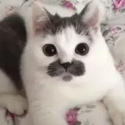 てんてん♪