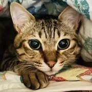 もくめ(ネコ飼ってます)の画像